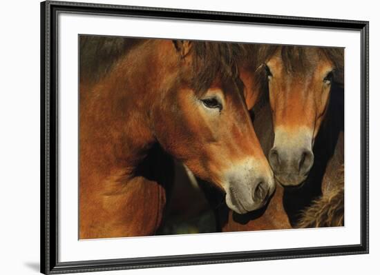 United-Staffan Widstrand-Framed Giclee Print