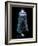 Universe Timeline, Artwork-Detlev Van Ravenswaay-Framed Photographic Print