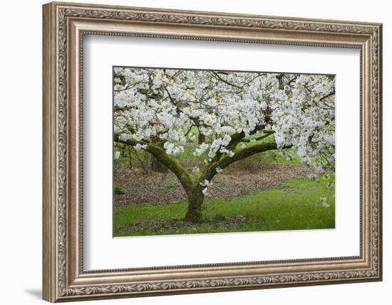 University of Washington Botanic Garden, Seattle, Washington, USA-Charles Gurche-Framed Photographic Print