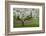 University of Washington Botanic Garden, Seattle, Washington, USA-Charles Gurche-Framed Photographic Print