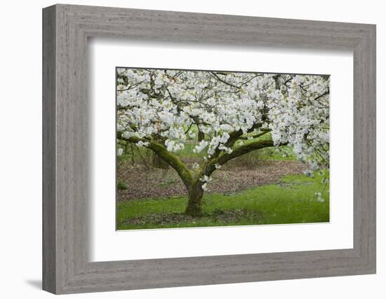 University of Washington Botanic Garden, Seattle, Washington, USA-Charles Gurche-Framed Photographic Print