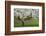 University of Washington Botanic Garden, Seattle, Washington, USA-Charles Gurche-Framed Photographic Print