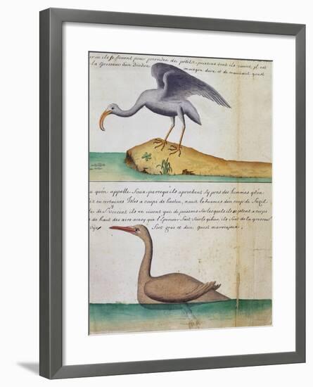 Unknown Bird and Birdo Called Foux (Booby)-null-Framed Giclee Print