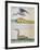 Unknown Bird and Birdo Called Foux (Booby)-null-Framed Giclee Print