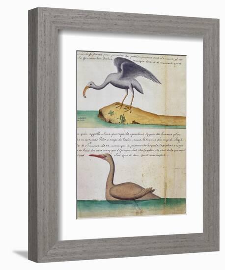 Unknown Bird and Birdo Called Foux (Booby)-null-Framed Giclee Print