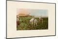 Photographic Print
