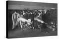 Stretched Canvas Print