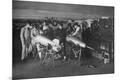 Photographic Print