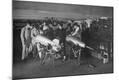 Photographic Print