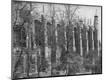 Photographic Print