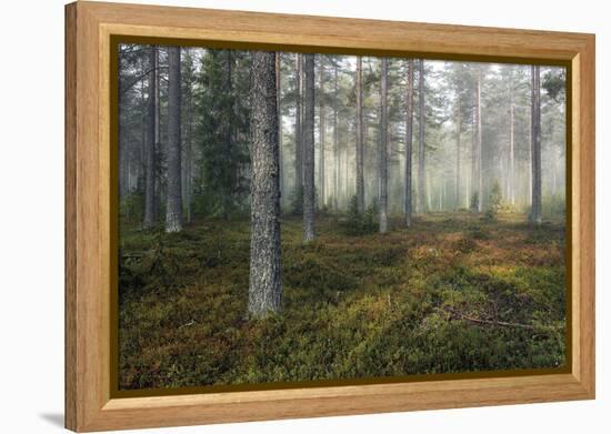 Unknown Path-Andreas Stridsberg-Framed Stretched Canvas