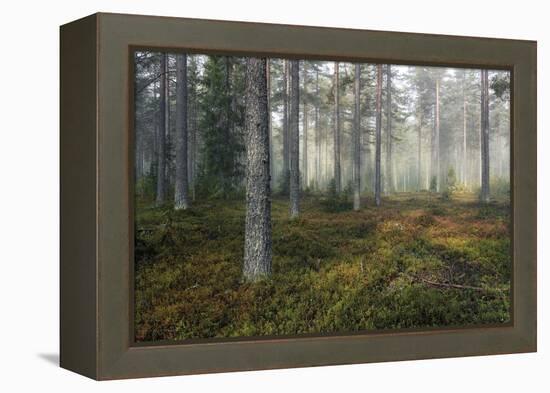 Unknown Path-Andreas Stridsberg-Framed Stretched Canvas