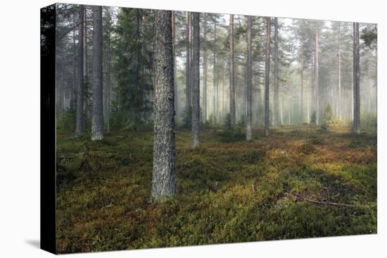 Unknown Path-Andreas Stridsberg-Framed Stretched Canvas