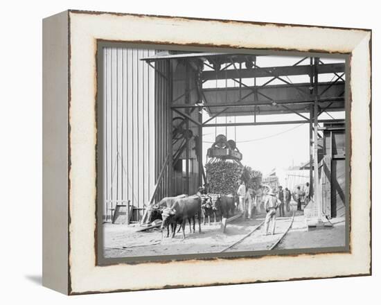 Unloading Cane at a Modern Mill-null-Framed Stretched Canvas