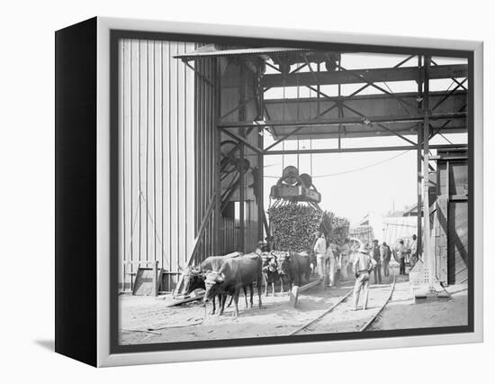 Unloading Cane at a Modern Mill-null-Framed Stretched Canvas