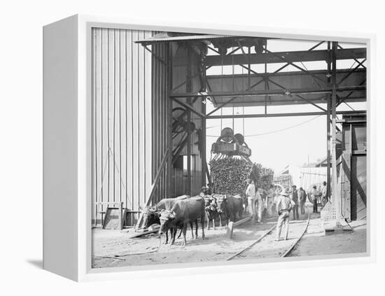 Unloading Cane at a Modern Mill-null-Framed Stretched Canvas