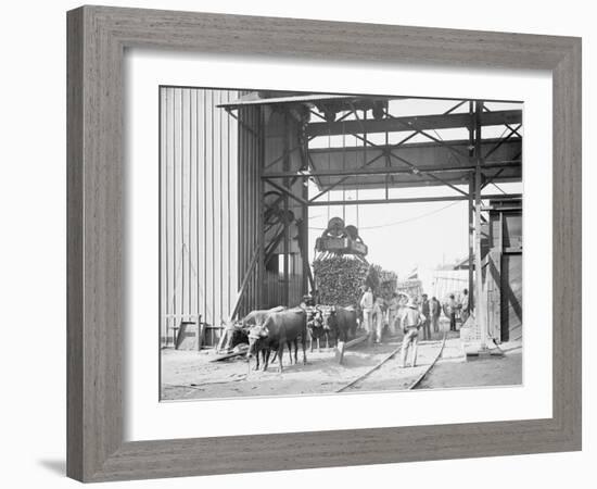 Unloading Cane at a Modern Mill-null-Framed Photo