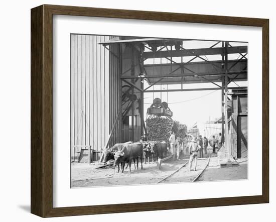Unloading Cane at a Modern Mill-null-Framed Photo