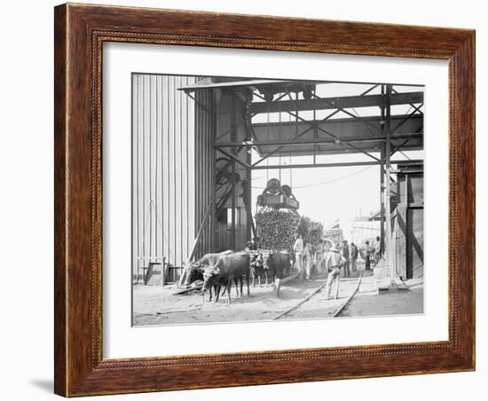 Unloading Cane at a Modern Mill-null-Framed Photo