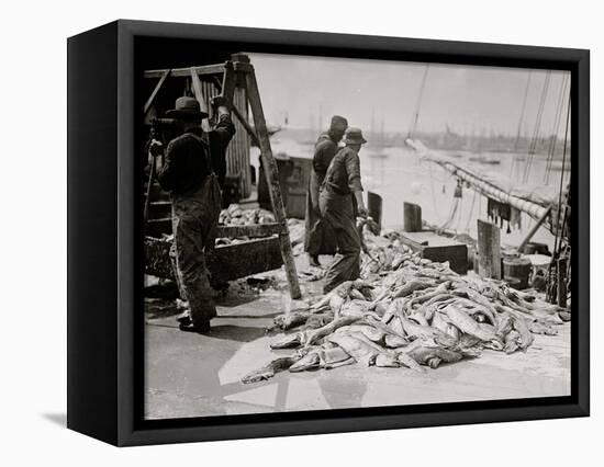 Unloading Gortons Codfish, Gloucester, Mass.-null-Framed Stretched Canvas