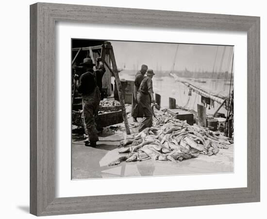 Unloading Gortons Codfish, Gloucester, Mass.-null-Framed Photo