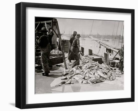 Unloading Gortons Codfish, Gloucester, Mass.-null-Framed Photo