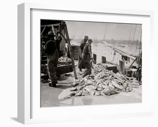 Unloading Gortons Codfish, Gloucester, Mass.-null-Framed Photo