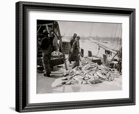 Unloading Gortons Codfish, Gloucester, Mass.-null-Framed Photo