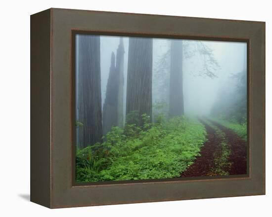 Unpaved Road in Misty Redwood Forest-Darrell Gulin-Framed Premier Image Canvas