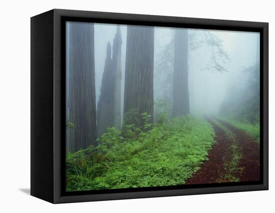 Unpaved Road in Misty Redwood Forest-Darrell Gulin-Framed Premier Image Canvas