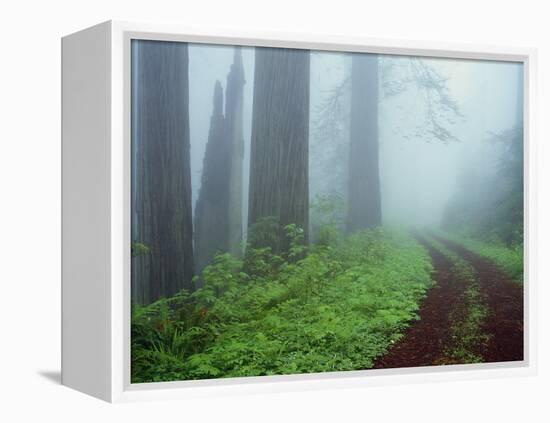 Unpaved Road in Misty Redwood Forest-Darrell Gulin-Framed Premier Image Canvas