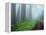 Unpaved Road in Misty Redwood Forest-Darrell Gulin-Framed Premier Image Canvas
