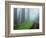 Unpaved Road in Misty Redwood Forest-Darrell Gulin-Framed Photographic Print