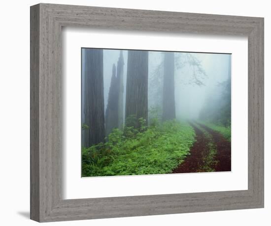 Unpaved Road in Misty Redwood Forest-Darrell Gulin-Framed Photographic Print