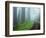 Unpaved Road in Misty Redwood Forest-Darrell Gulin-Framed Photographic Print