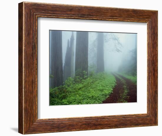 Unpaved Road in Misty Redwood Forest-Darrell Gulin-Framed Photographic Print