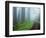 Unpaved Road in Misty Redwood Forest-Darrell Gulin-Framed Photographic Print