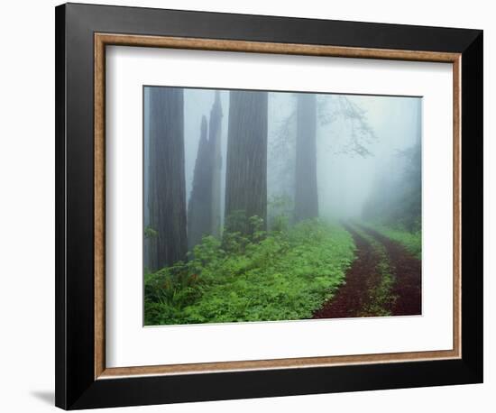 Unpaved Road in Misty Redwood Forest-Darrell Gulin-Framed Photographic Print