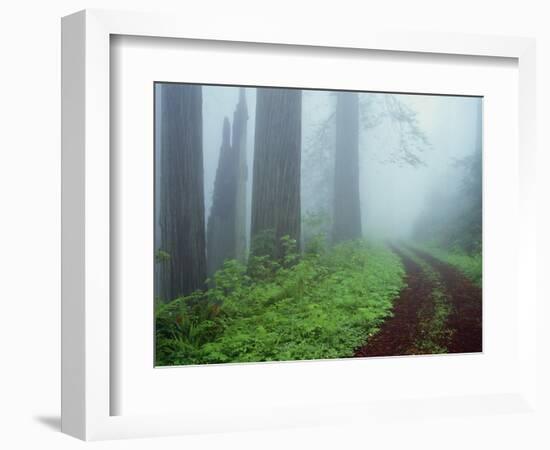 Unpaved Road in Misty Redwood Forest-Darrell Gulin-Framed Photographic Print