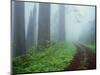 Unpaved Road in Misty Redwood Forest-Darrell Gulin-Mounted Photographic Print