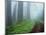 Unpaved Road in Misty Redwood Forest-Darrell Gulin-Mounted Photographic Print