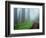 Unpaved Road in Misty Redwood Forest-Darrell Gulin-Framed Photographic Print