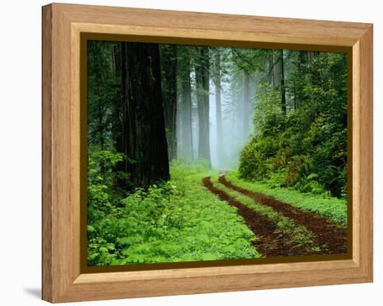 Unpaved Road in Redwoods Forest-Darrell Gulin-Framed Premier Image Canvas