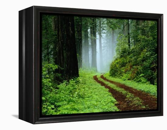 Unpaved Road in Redwoods Forest-Darrell Gulin-Framed Premier Image Canvas