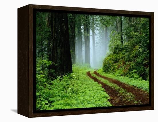 Unpaved Road in Redwoods Forest-Darrell Gulin-Framed Premier Image Canvas