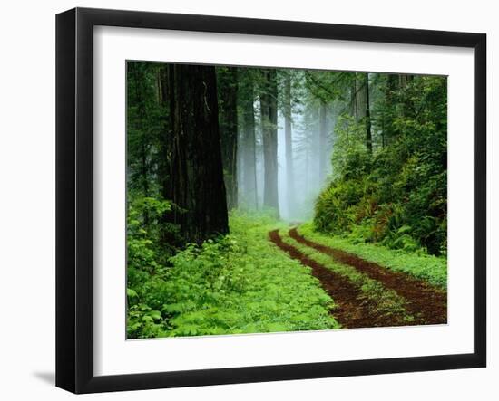 Unpaved Road in Redwoods Forest-Darrell Gulin-Framed Premium Photographic Print