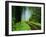 Unpaved Road in Redwoods Forest-Darrell Gulin-Framed Premium Photographic Print