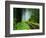 Unpaved Road in Redwoods Forest-Darrell Gulin-Framed Photographic Print