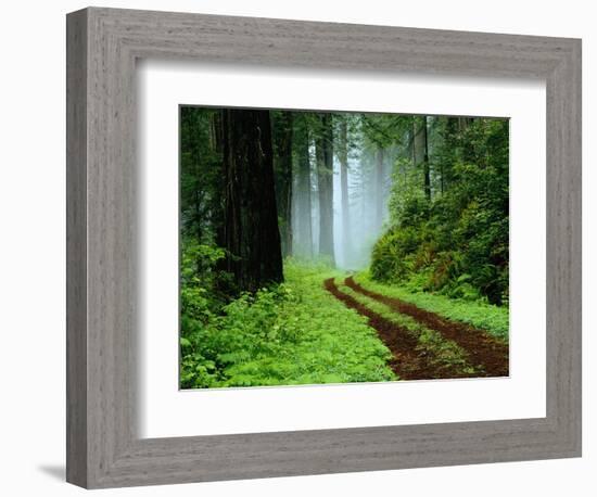 Unpaved Road in Redwoods Forest-Darrell Gulin-Framed Photographic Print