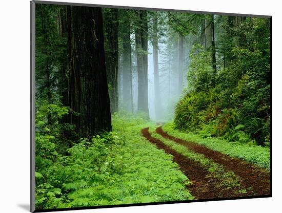 Unpaved Road in Redwoods Forest-Darrell Gulin-Mounted Photographic Print